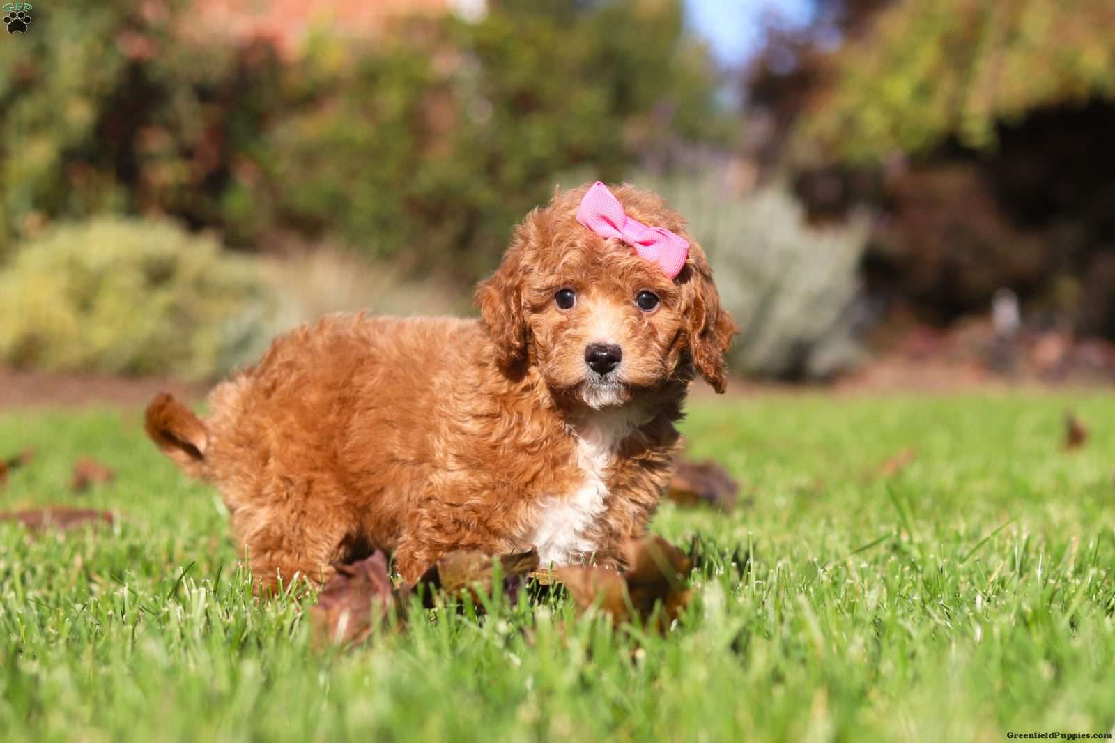 Caroline's Treasures Bandiera Da Giardino Cavapoo Quadrifogli - Doppia Faccia 28x38 Cm - Resistente Alle Intemperie